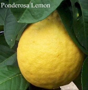 Ponderosa Lemon,Citrus limon 'Ponderosa', copyright � almostedenplants.com